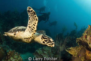 Hawksbill cruising the reef in Roatan. D300-Tokina 10-17mm by Larry Polster 